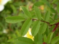 R. pimpinellifolia altaica